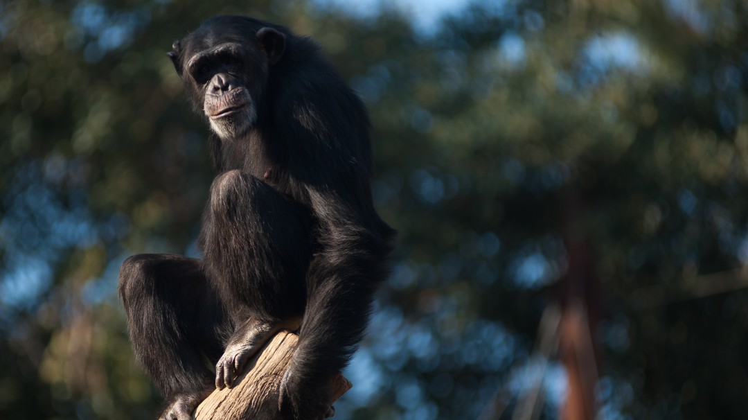 Una orangután y una chimpancé ya han tenido hábeas corpus