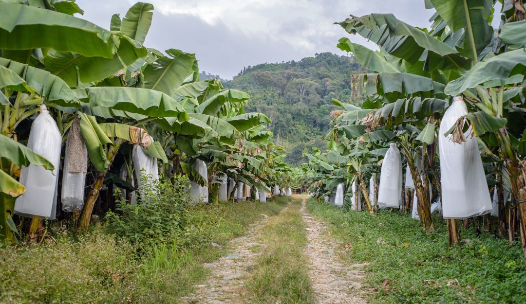 plantaciones de banano.
