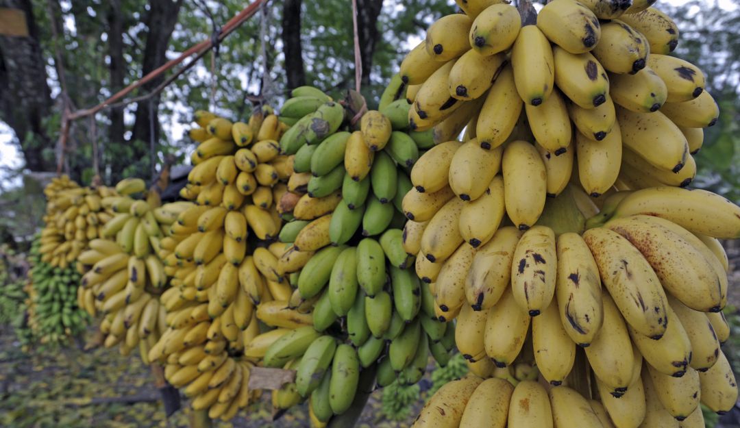 Hongo banano: Sustitución de banano y plátano mitigaría la expansión del hongo Fusarium