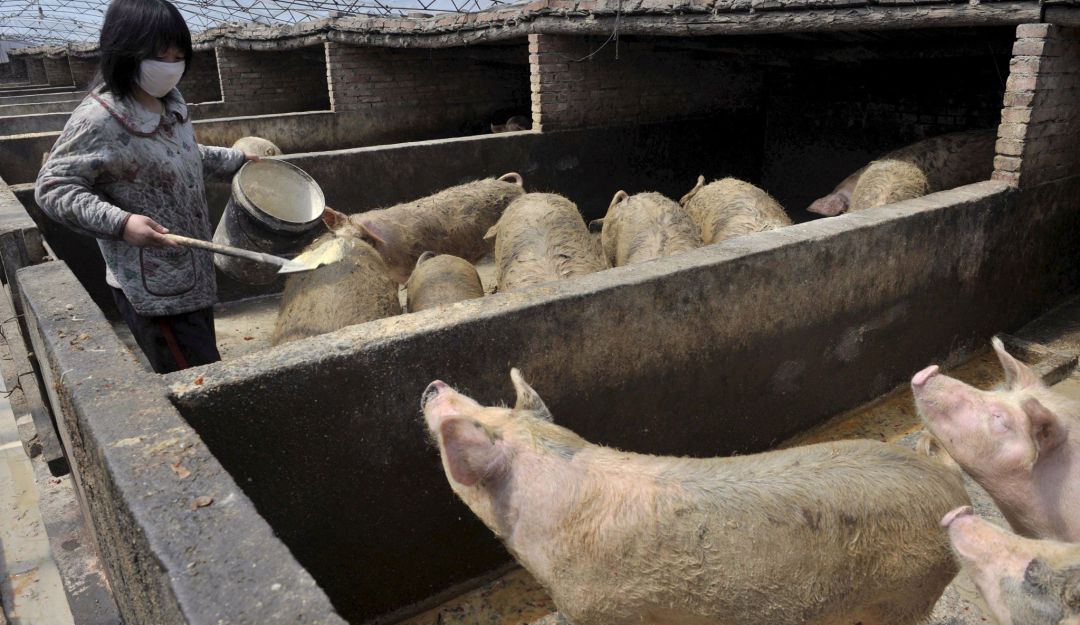 Mueren cinco millones de cerdos en un año por la peste porcina en Asia
