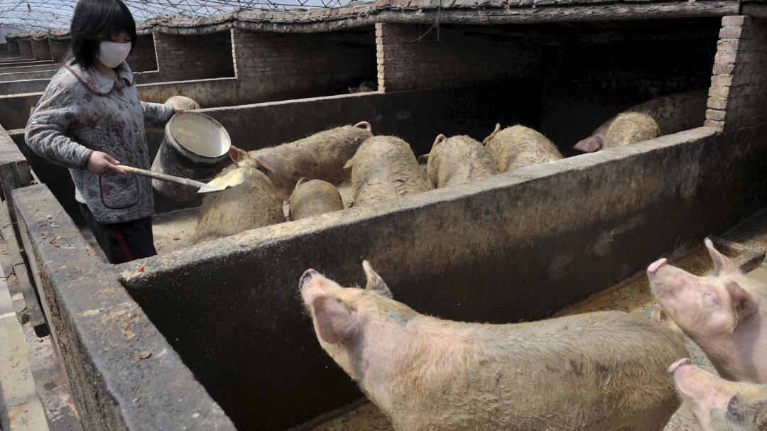 Mueren cinco millones de cerdos en un año por la peste porcina en Asia