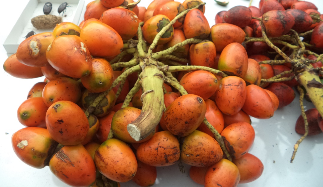 Chontaduro