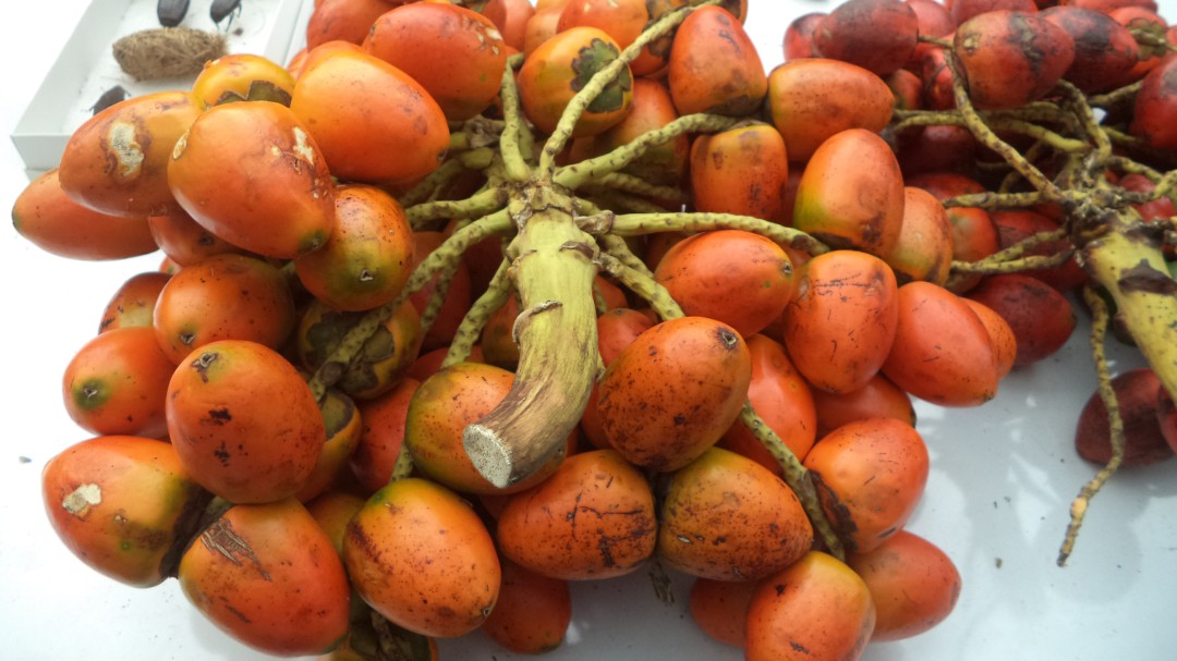 Conozca el chontaduro, una fruta fabulosa muy nutritiva