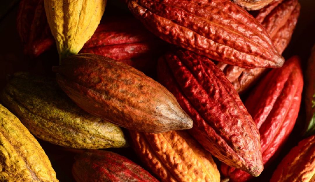 Lanzan Agrocacao, un fertilizante para mejor producción y calidad del cacao