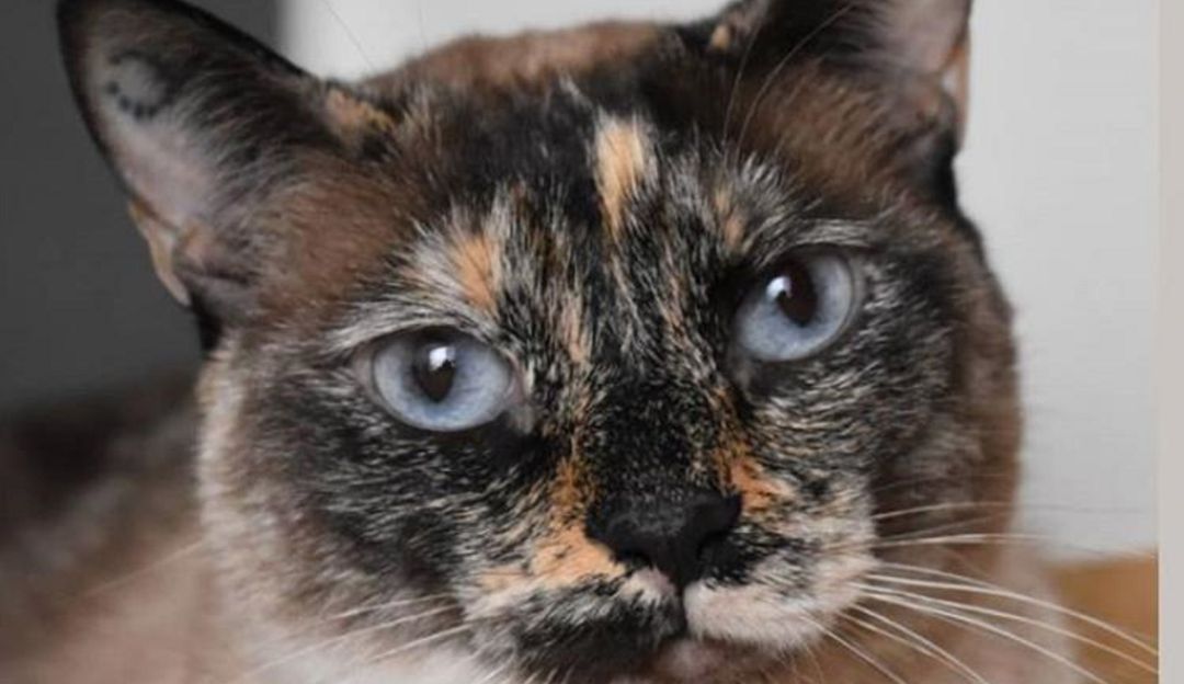 Nuestro adoptable de la semana es la gatica Agatha