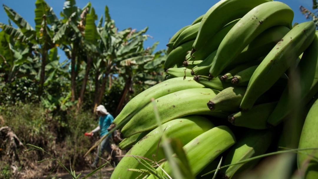 ¿Ya llegó el hongo Fusarium a Risaralda?