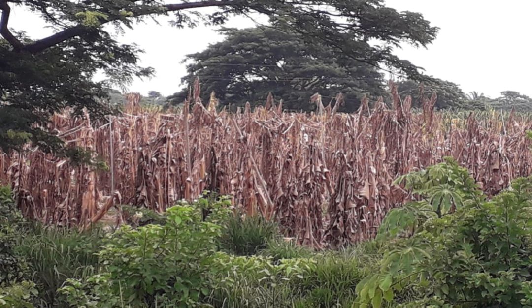 Bananeros optimistas de superar emergencia por el hongo fusarium: Bananeros optimistas de superar emergencia por el hongo fusarium