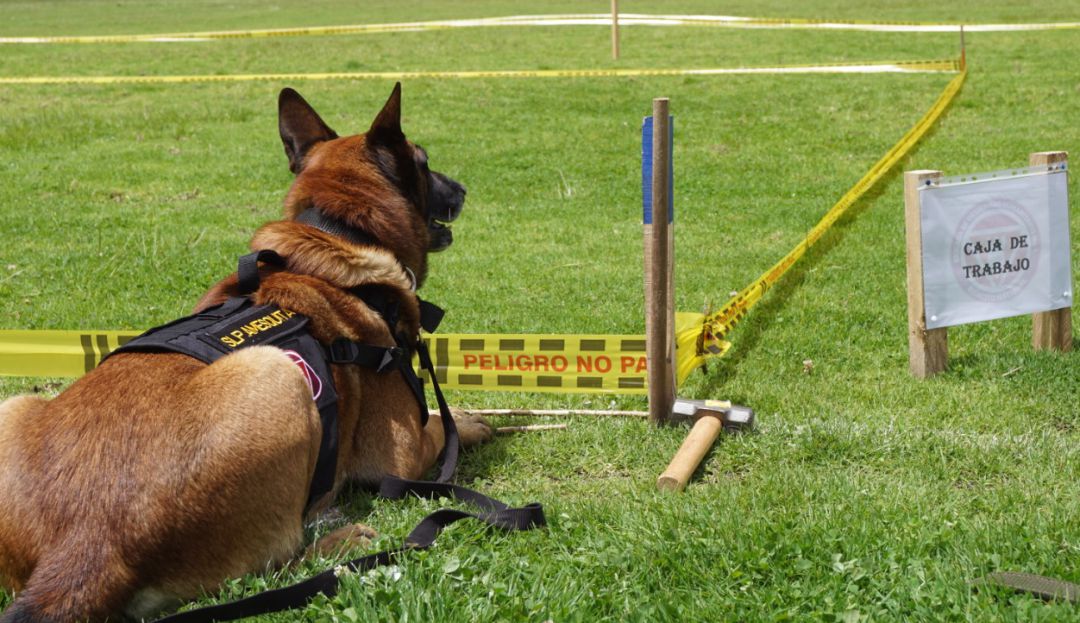 Acuerdos paz: Desminado con caninos se realizará en Tolima