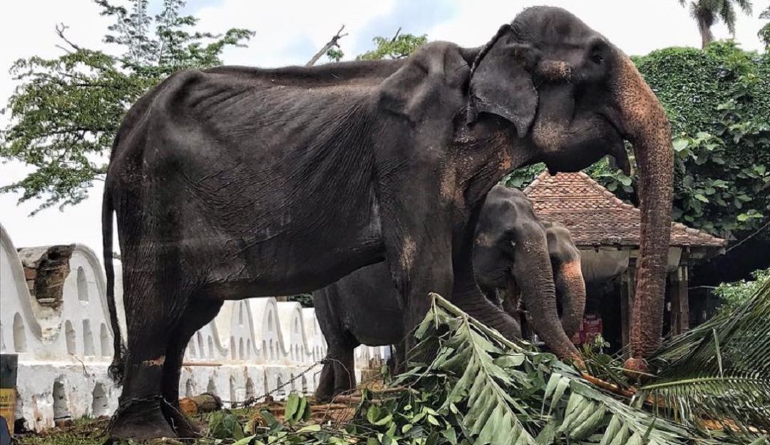 Tikiiri elefante desnutrido y débil que trabaja: ¡Impactante! Obligan a elefante desnutrido y débil a trabajar