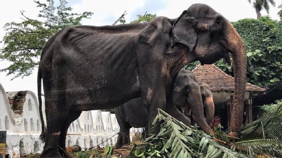 ¡Impactante! Obligan a elefante desnutrido y débil a trabajar