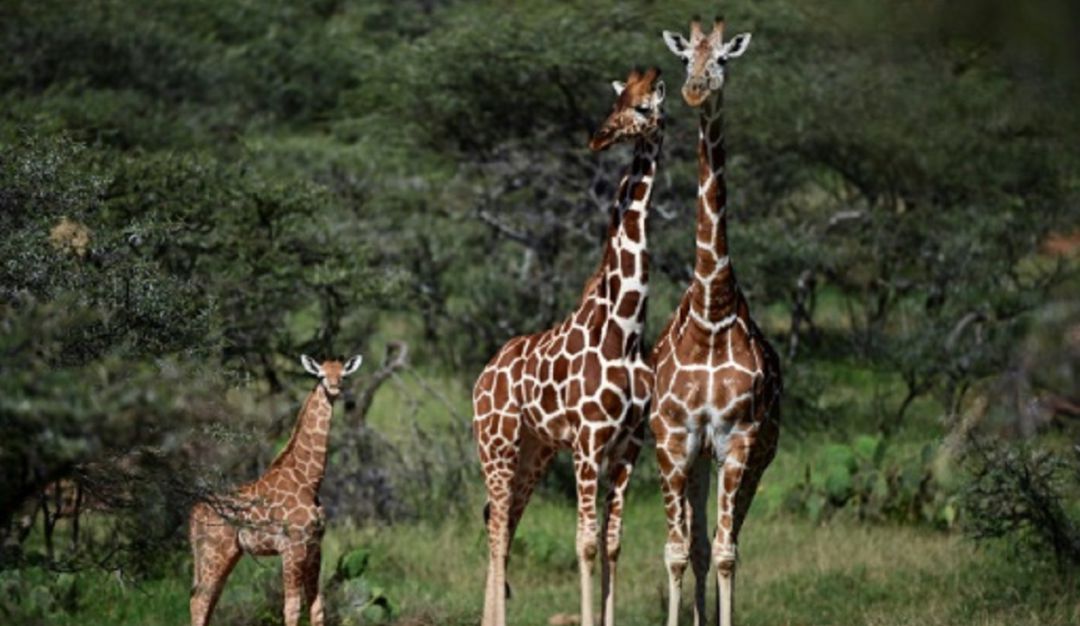 Jirafas en vía de extinción: La jirafa y la amenaza de "extinción silenciosa" en África