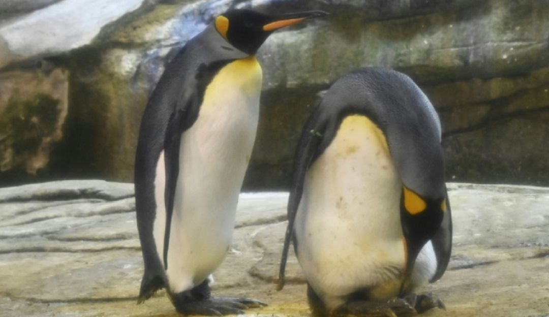 Pingüinos adoptan un huevo: Pareja de pingüinos macho adoptan un huevo