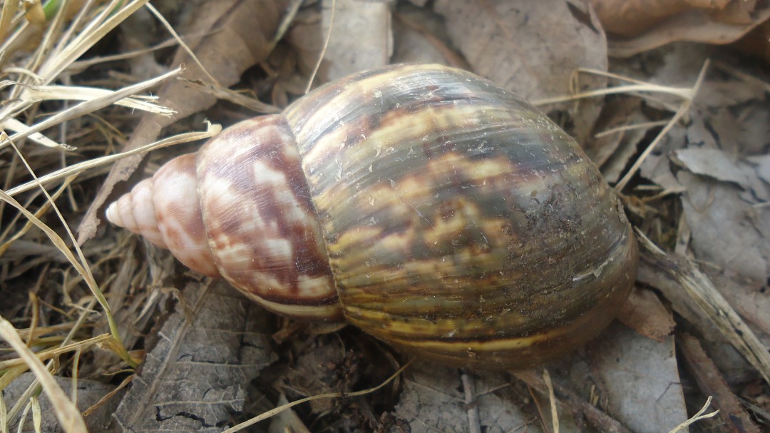 Plaga de caracol gigante africano genera alerta en el valle de Aburrá