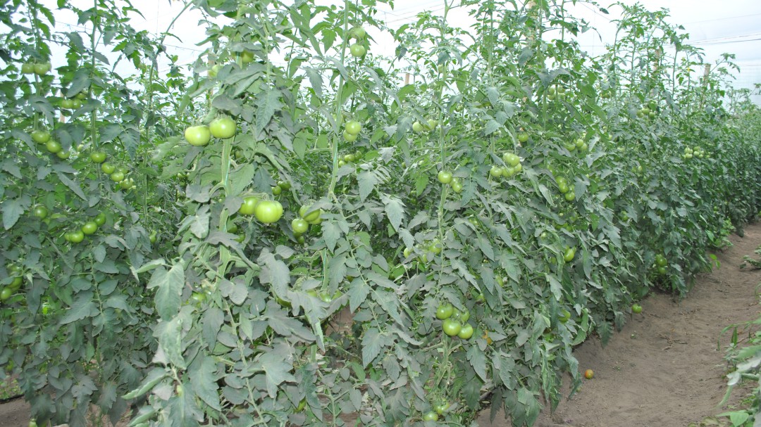 Cómo combatir los gusanos que perforan los tomates