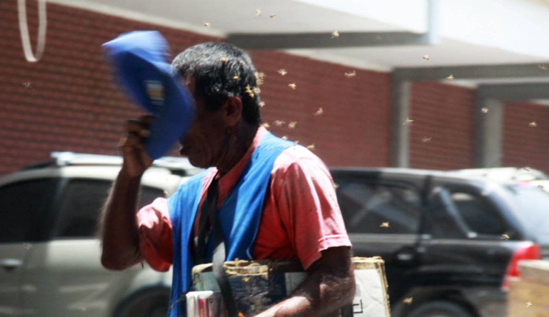 Abejas: Falleció otro hombre por ataque de abejas africanizadas en el Atlántico