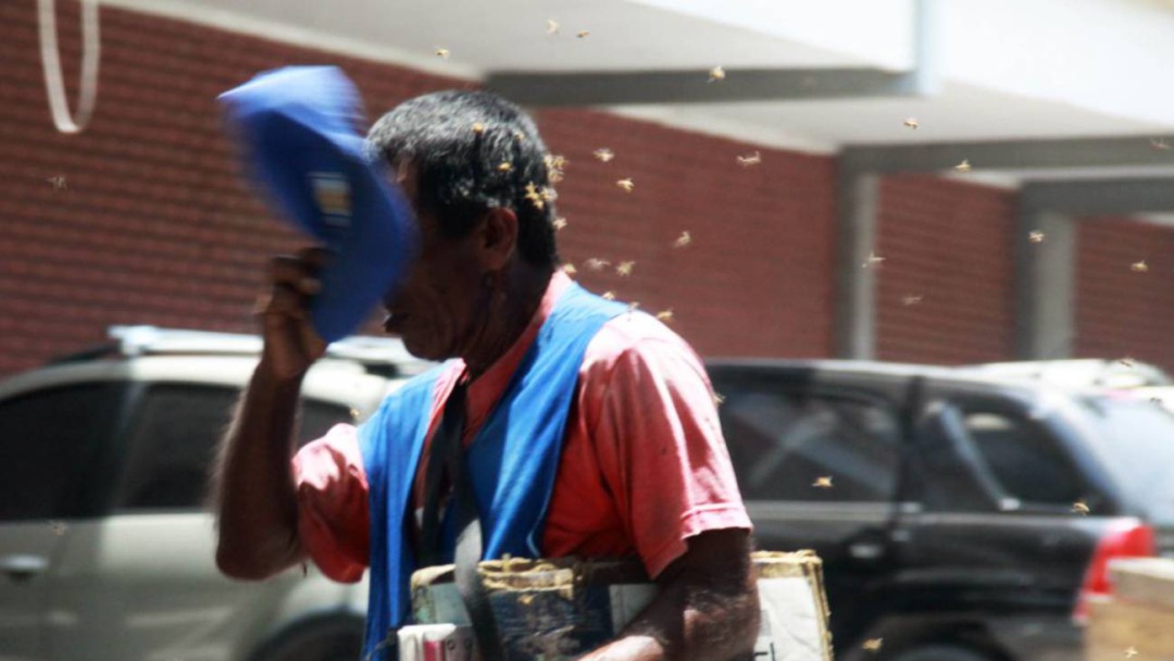 Falleció otro hombre por ataque de abejas africanizadas en el Atlántico