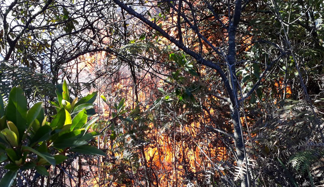 Incendios forestales en Cundinamarca: Bomberos atienden cinco incendios forestales en Cundinamarca
