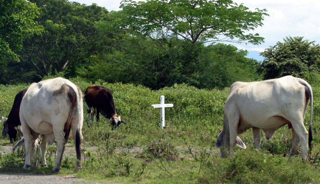 Asesinato de animales: Nuevo ataque de felino en el norte del Tolima