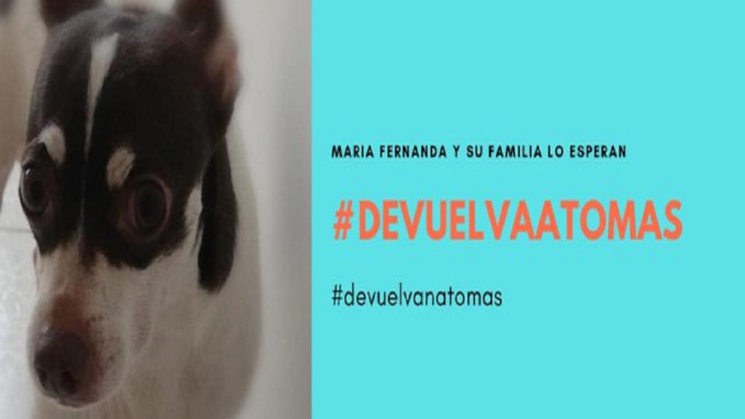 Niña invidente pide que le devuelvan su perro lazarillo