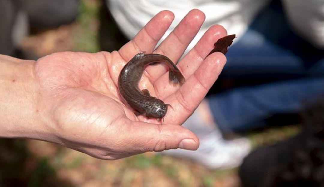 Peces río Bogotá: Un siglo después encuentran un pez capitanejo en Río Bogotá