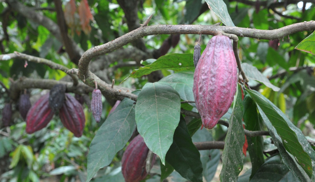 John Laing colombia: Compañía John Laing adquiere el 30 % de la Concesión Ruta del Cacao