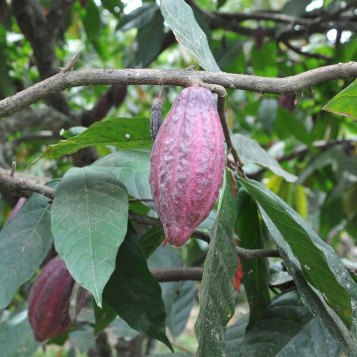 Compañía John Laing adquiere el 30 % de la Concesión Ruta del Cacao