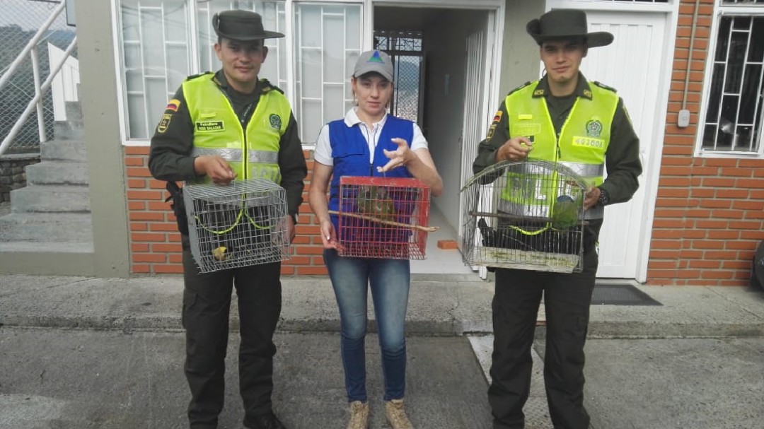 En Chinchiná son recuperadas cinco aves consideradas en vía de extinción