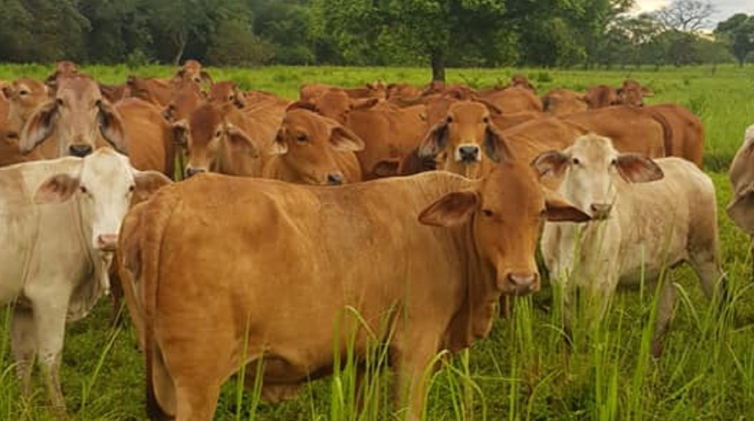 Fuerte verano afecta varios sectores productivos del Tolima