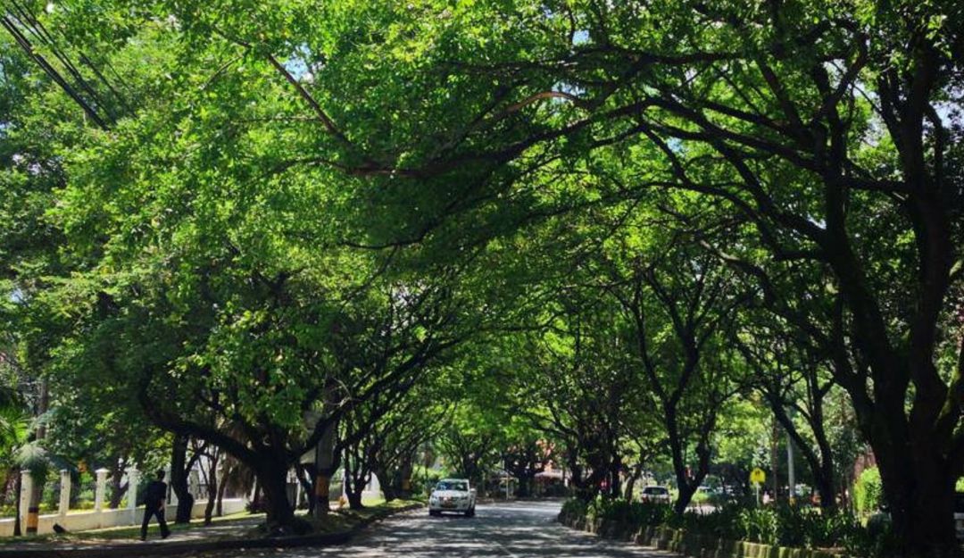 Metroplús Envigado: Por demanda de ciudadanos, prohíben tala de árboles del Túnel Verde
