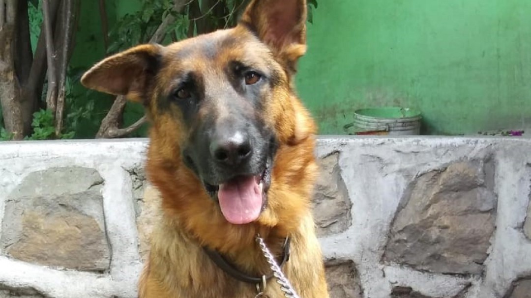 Preocupación por el robo de perros en Soacha