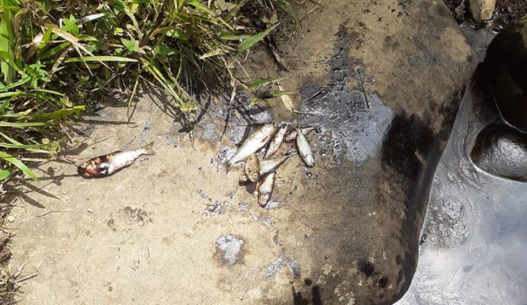 Contaminación por atentados a Oleoducto Trasandino: Crudo contaminó aguas en resguardo indígena de Nariño