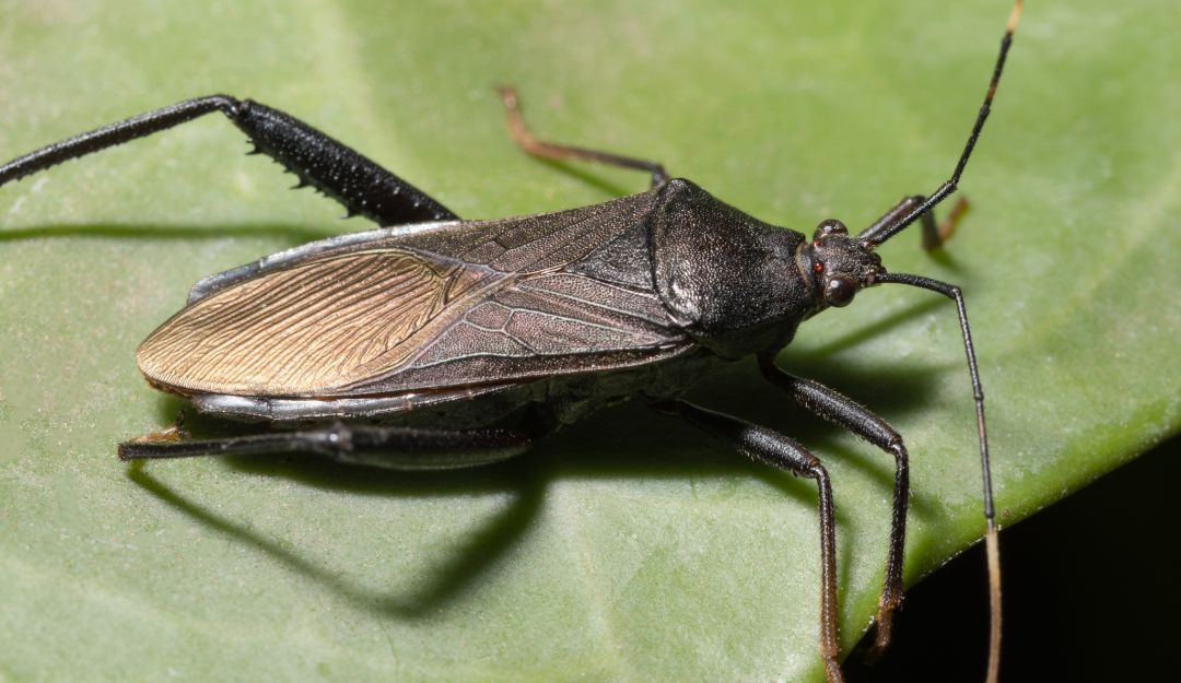Chagas en Colombia: 5 millones de personas en el país tienen riesgo de adquirir Chagas