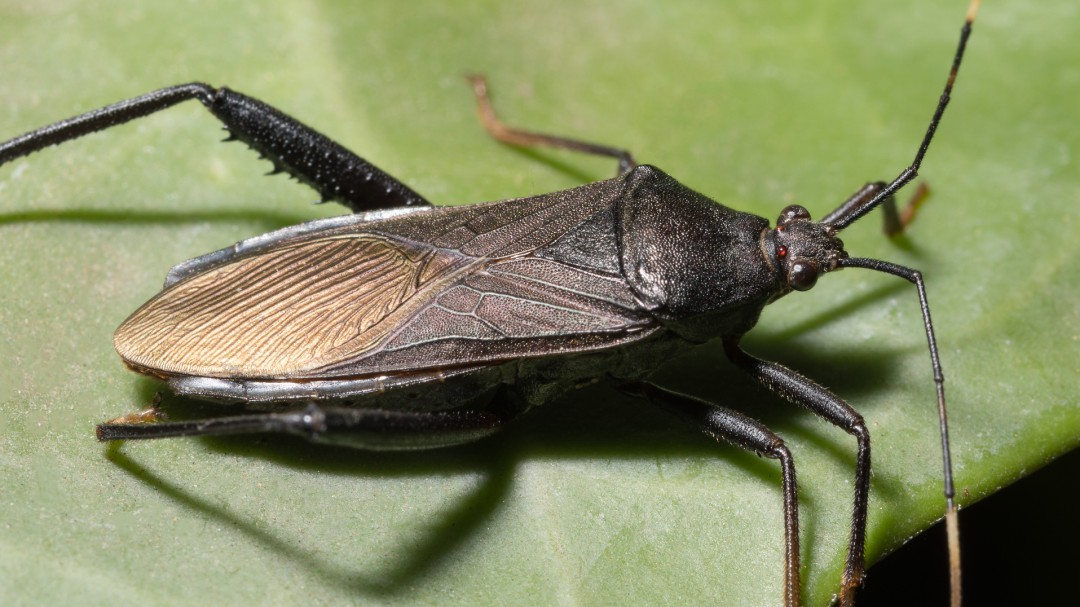 5 millones de personas tienen riesgo de adquirir Chagas