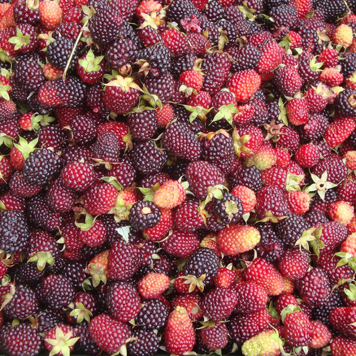 La mora, gran fuente de vitamina C y agua en abundancia