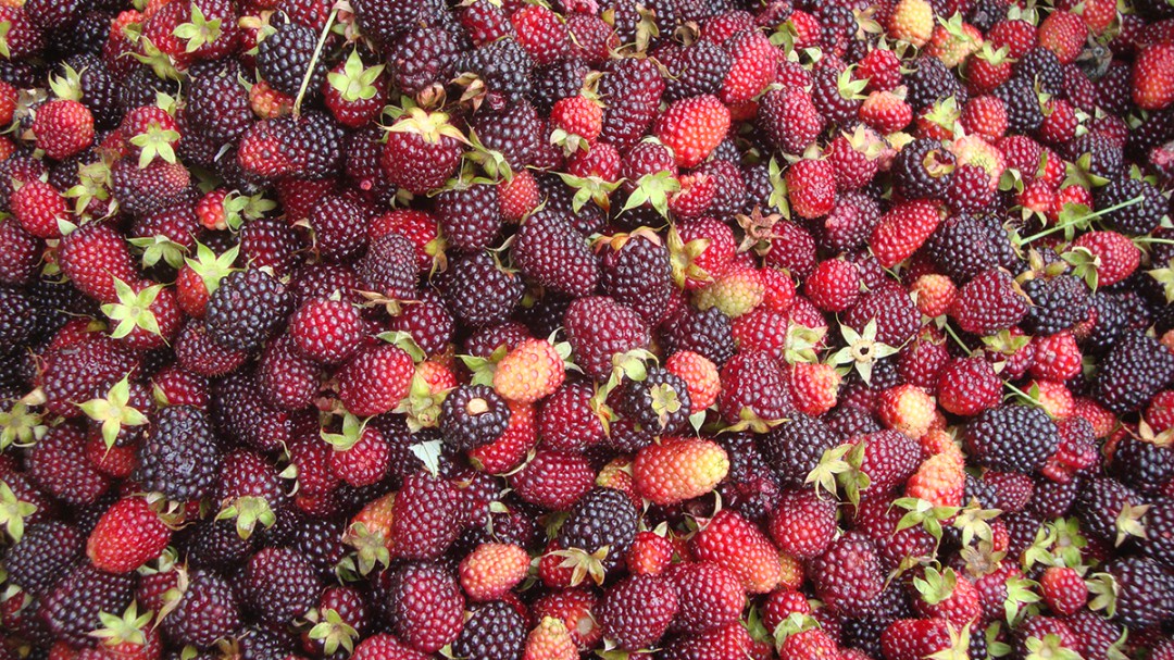 La mora, fuente de vitamina C y agua abundante