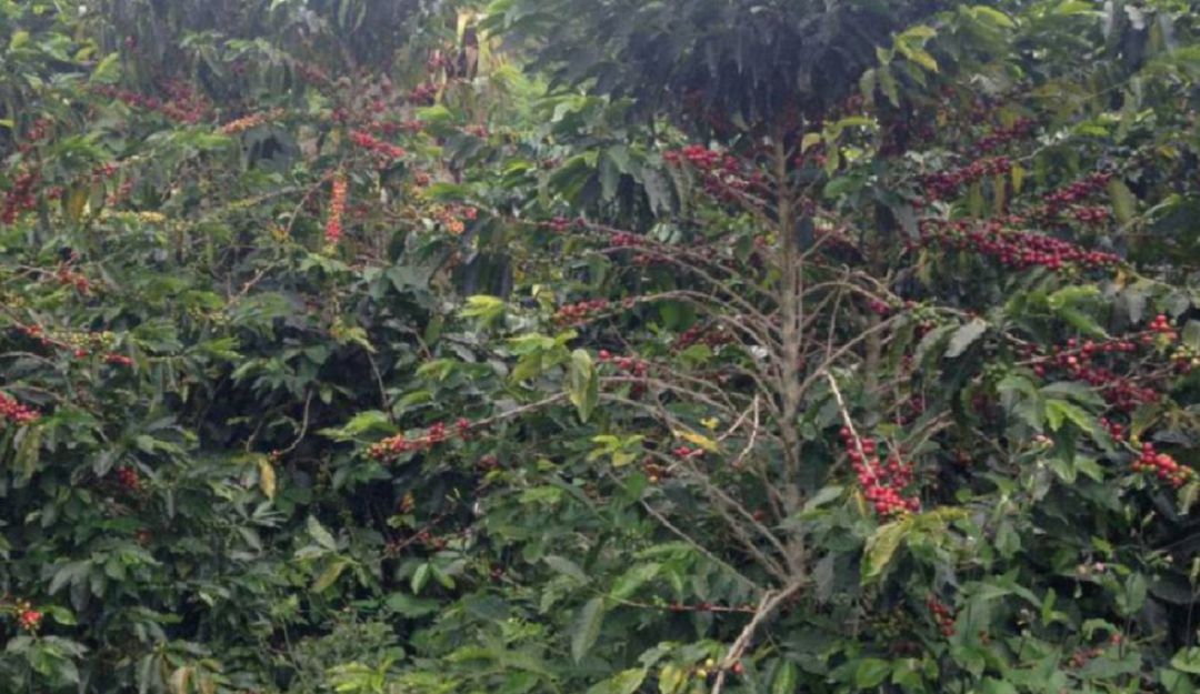 cosecha cafe trashumancia: Se espera trashumancia de 25.000 personas en Caldas en temporada de cosecha