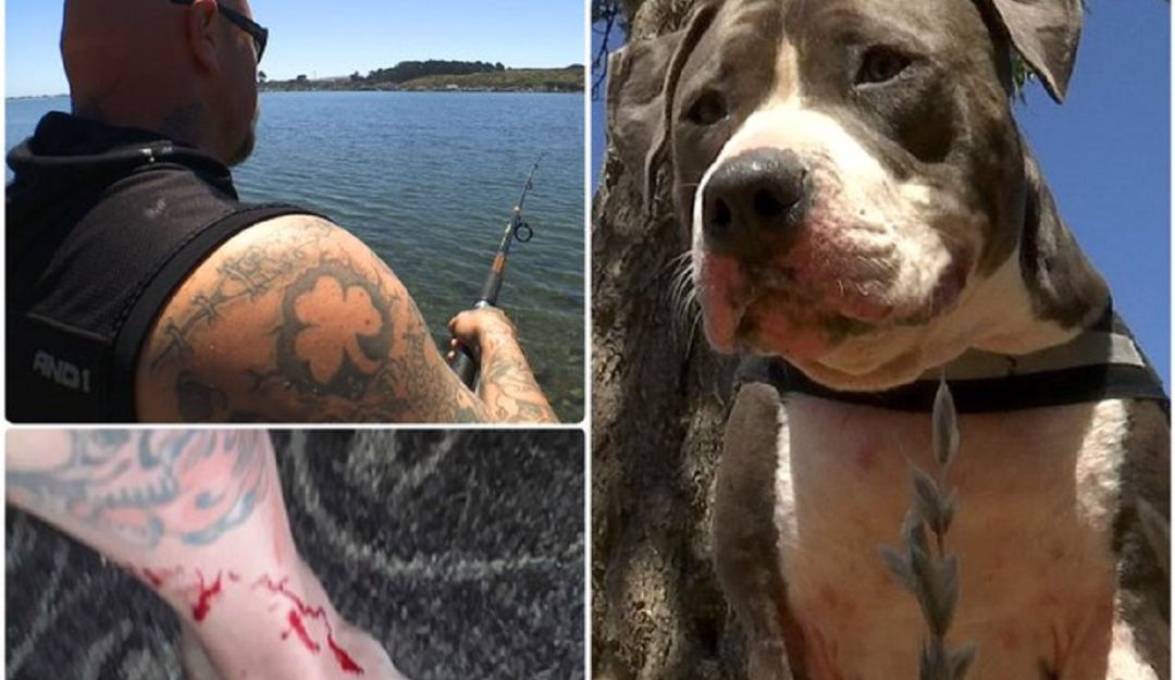 Perro salva a su dueño de un tiburón: Un pitbull salva a su amo de ser devorado por un tiburón