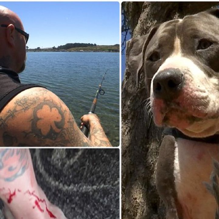 Un pitbull salva a su amo de ser devorado por un tiburón