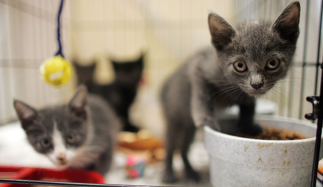 Video del rescate de gatitos en Veraguas: ¡Conmovedor! Video del rescate de una gata y sus crías