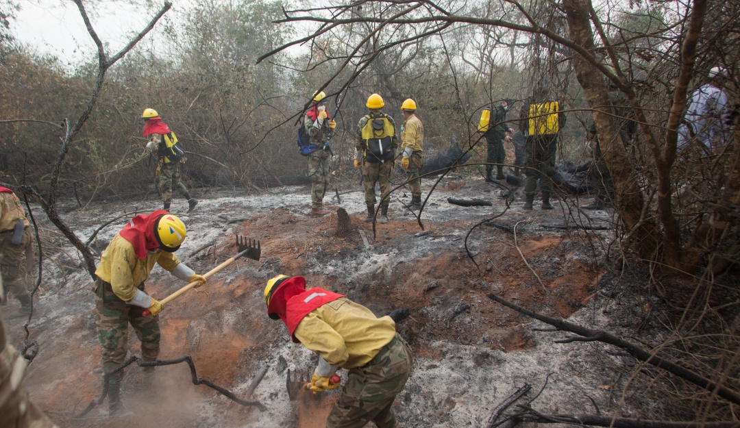 Deforestación en Amazonas: El "ultimátum" del Tribunal por la Amazonía