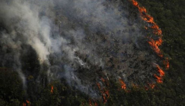 incendio en la amazonia, arde amazonas, ayuda para animales de amazonas: Dos paisas recogen ayudas para atender animales quemados en la Amazonia