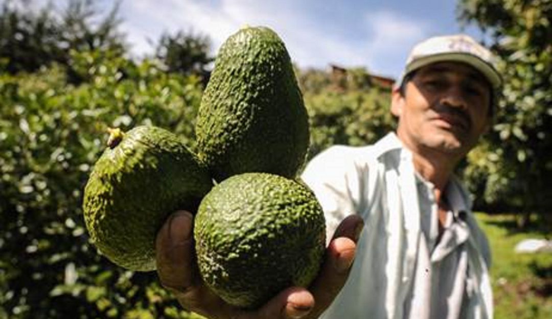 Aguacate Hass en Japón, Acuerdo comercial, Urrao Antioquia: Aguacate Hass de Antioquia será vendido en Japón