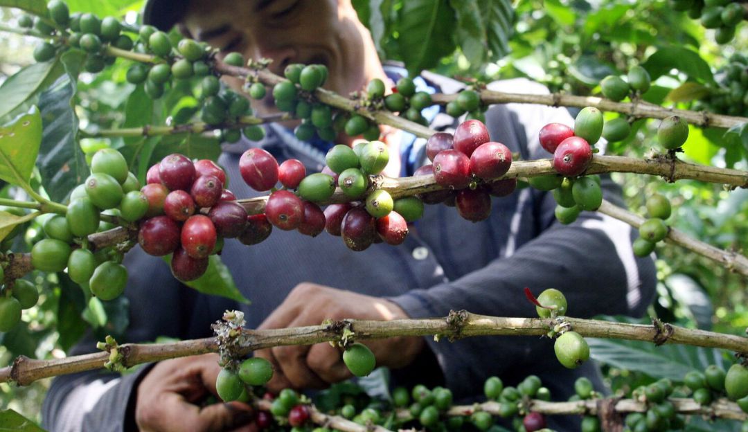 Cosecha del segundo semestre en Risaralda: La cosecha cafetera, una opción para los venezolanos