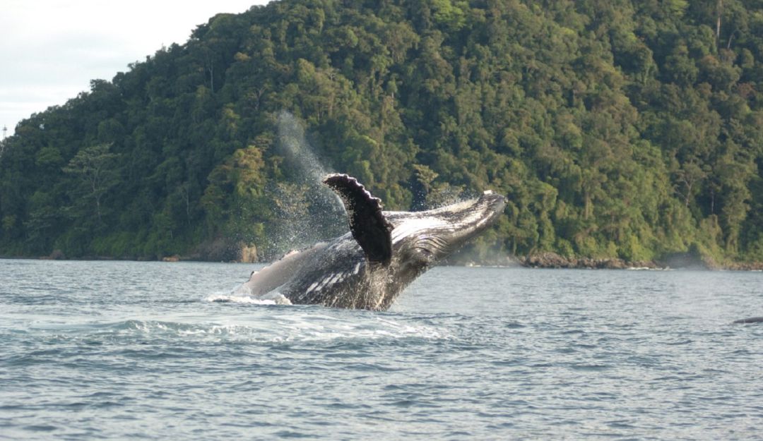 Alertan que turistas se han lanzado a nadar junto a las ballenas yubartas: Alertan que turistas se han lanzado a nadar junto a las ballenas yubartas