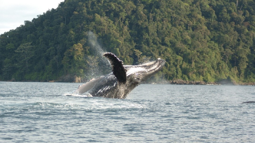 Alertan que turistas se han lanzado a nadar junto a las ballenas yubartas