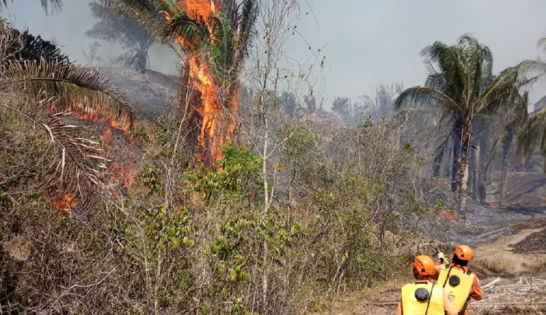 Incendios forestales en Tolima: 8.000 hectáreas de vegetación afectadas por incendios en Tolima
