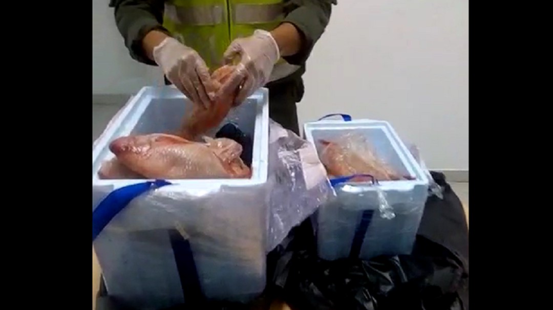 Narcopescados decomisan las autoridades en aeropuerto de Medellín