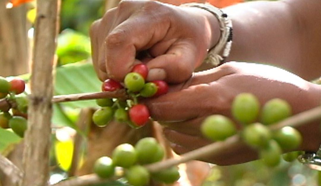 Tecnología en zonas cafeteras: Cafeteros contarán con conectividad e innovación en zonas de producción