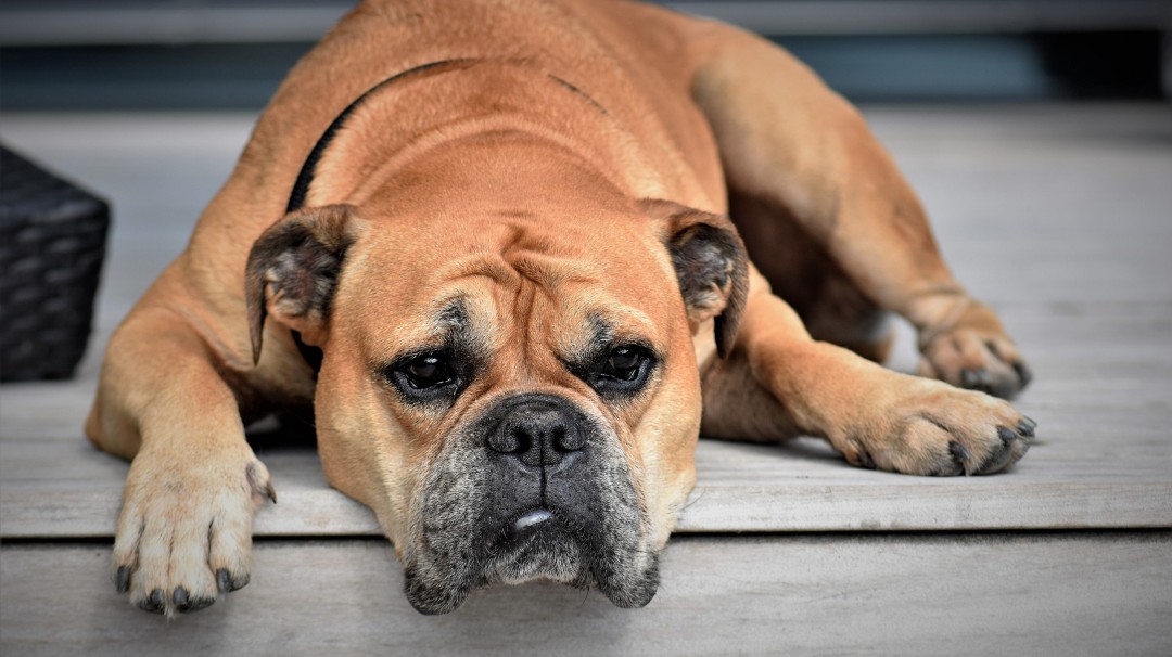 ¿Los perros pueden sentir las emociones como niños?