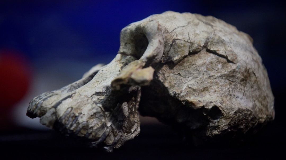 Encuentran en Etiopía cráneo de homínido de hace 3,8 millones de años